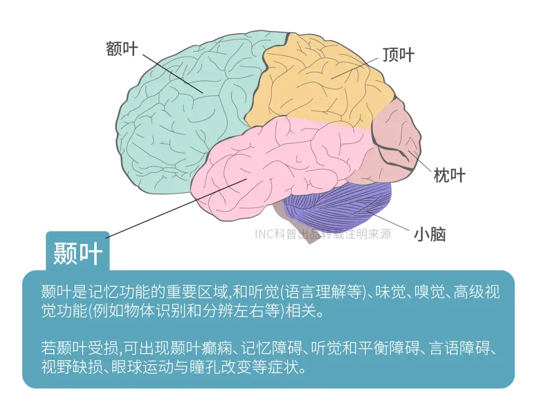 脑垂体瘤的视力能恢复吗,河南省治疗垂体瘤的医院?